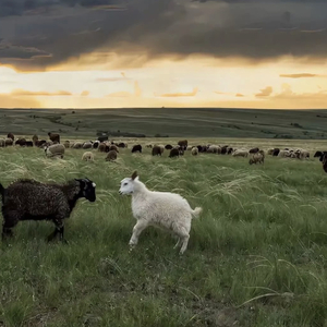 我要看他俩操逼
